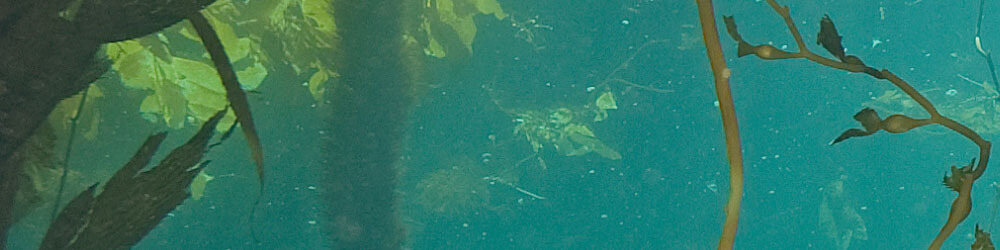 Fronds of kelp waving underwater.